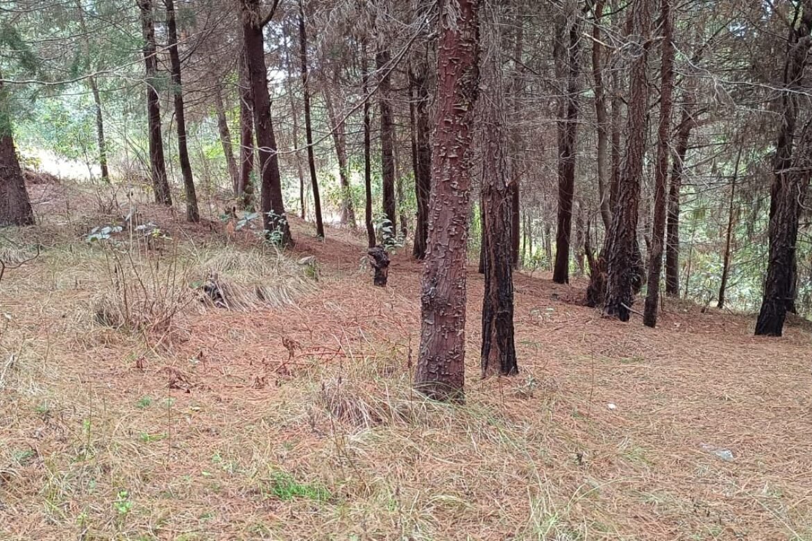 Irena’s Love for Guatemala: A Reforestation Story