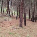 Irena’s Love for Guatemala: A Reforestation Story