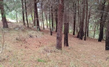 Irena’s Love for Guatemala: A Reforestation Story