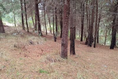 Irena’s Love for Guatemala: A Reforestation Story